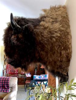 XL Real Buffalo/ Bison Shoulder Taxidermy Mount