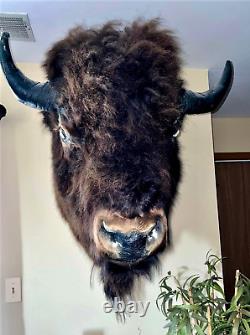 XL Real Buffalo/ Bison Shoulder Taxidermy Mount