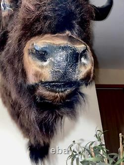 XL Real Buffalo/ Bison Shoulder Taxidermy Mount