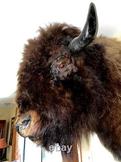 XL Real Buffalo/ Bison Shoulder Taxidermy Mount