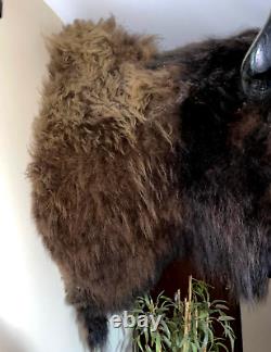 XL Real Buffalo/ Bison Shoulder Taxidermy Mount