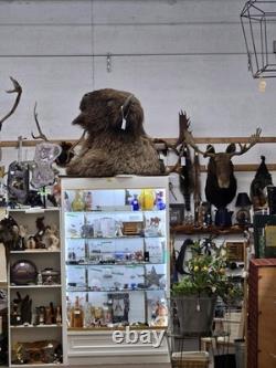XXL American Bison TROPHY Shoulder Mount Rare Horn Spread Buffalo Taxidermy
