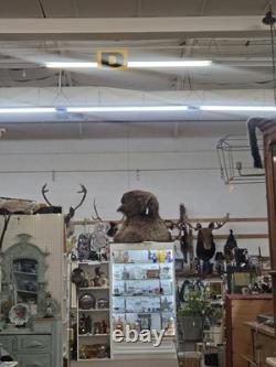 XXL American Bison TROPHY Shoulder Mount Rare Horn Spread Buffalo Taxidermy