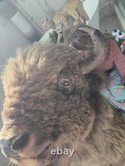 XXL American Bison TROPHY Shoulder Mount Rare Horn Spread Buffalo Taxidermy