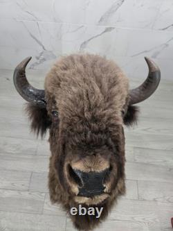 XXL American Bison TROPHY Shoulder Mount Rare Horn Spread Buffalo Taxidermy