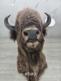 XXL American Bison TROPHY Shoulder Mount Rare Horn Spread Buffalo Taxidermy