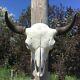Xtra Large Buffalo Skull 26 Wide Bull Horns Bison Head Bone Teeth Badlands Art