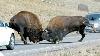 Yellowstone Bison During The Rut Some Cute Some Fighting