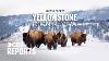Yellowstone Bison Revival Cbs Reports