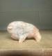 Zuni Carved Pink Alabaster Stone Bison Buffalo Signed Lynn Quam Fetish Turquoise